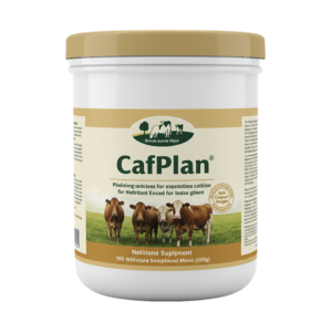 CAF-PLAN